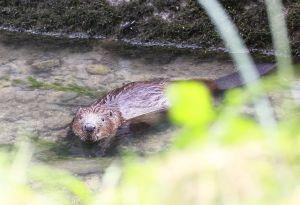 Bericht &ouml;ffnen
